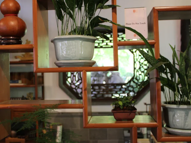 Espacio de hogar armonizado con plantas, madera y luz natural según principios de feng shui